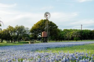 Texas Hill Country in full bloom