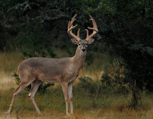Rainy morning whitetail buck