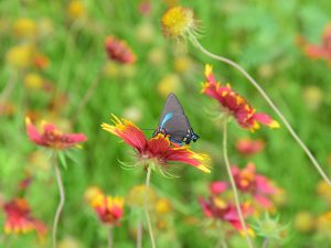 Great Purple Hairstreak butterfly