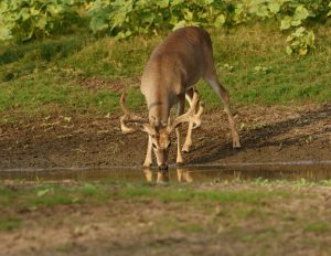 Cooling down after a hot day