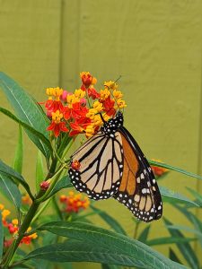 Monarch