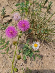 Blooms