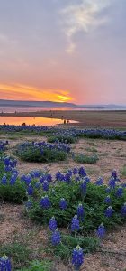 First bluebonnets