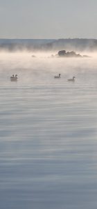 Misty morning