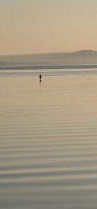 Blue heron