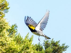 Warbler in Flight