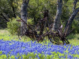 Blue Bonnets encompass antique farm equipment