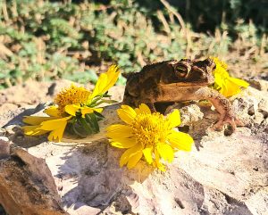 Lovely toad