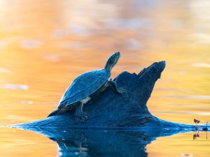 Texas river cooter at sunset