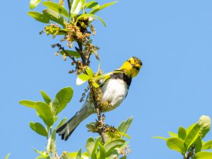 Curious Warbler