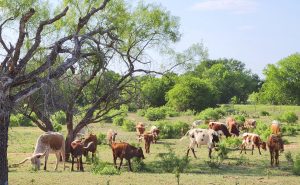 Free Range Cattle