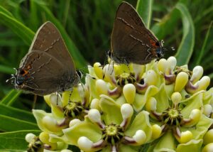 Spring Pollinators
