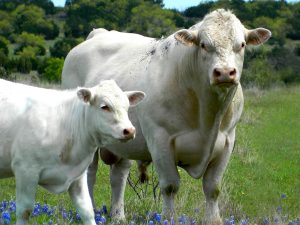 Charolais Family