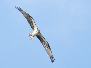 Osprey Hunting
