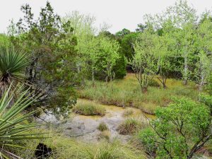 Early Spring on the Creek