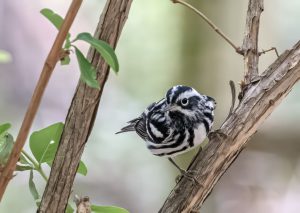 Migrant at Rest