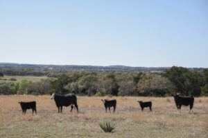 Cow Line Up