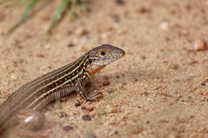 Whip Tail