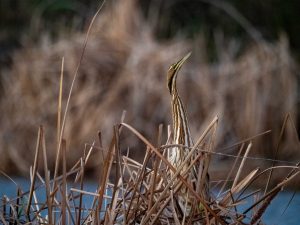 American Bittern at home in reeds