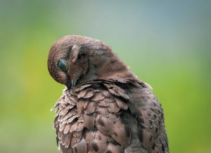 Sleepy Mourning Dove