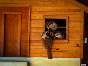 Carolina Wren Home Sweet Home