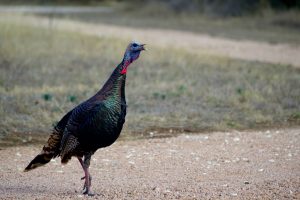 Wild Turkey