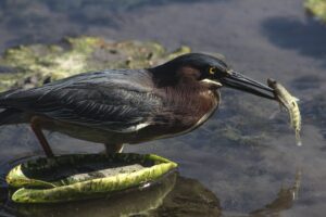 Green Heron