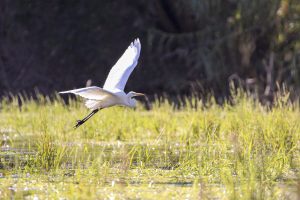 Soaring Egret