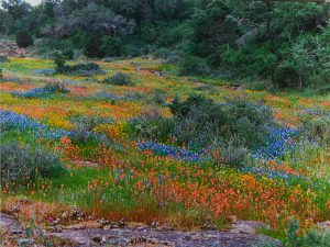 Backbone Creek