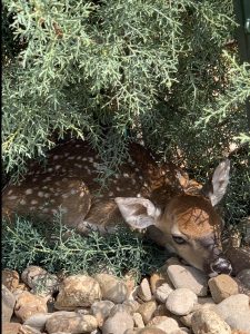 Fawn