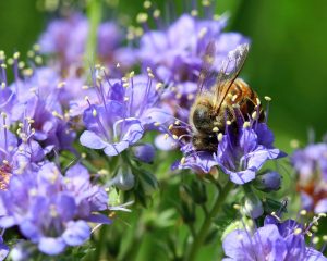 Save the bees