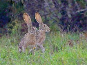 Black-tailed Jackrabbits