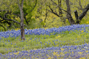 Bluebonnet Blooms