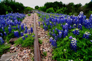 Bluebonnets along abandoned railway