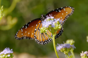 Butterfly Queen