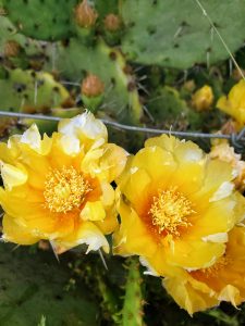 Cactus Blooms