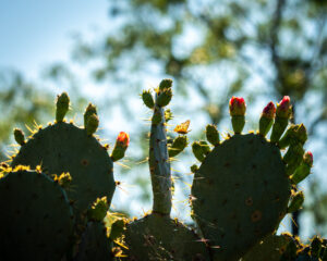 Cactus Butterfly