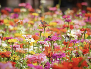 Flutter of Delight