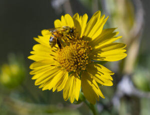 The Beauty and the Bee