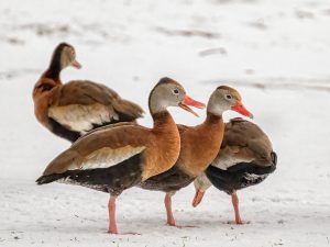 Fun in the Snow
