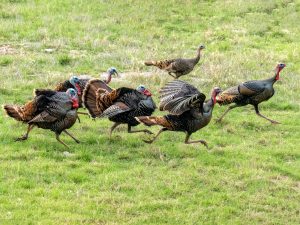 Turkey Trot