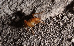 Crusty the Cave Cricket