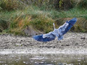 Great Blue Heron