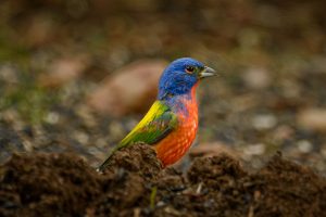 Painted Bunting