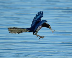 Grackle and wasp