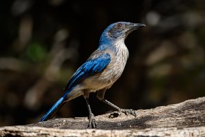 Scrub Jay