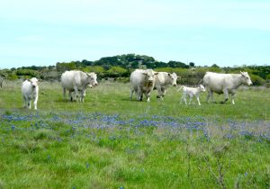Charolais Family on the Moove