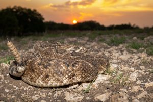 Sunset with dangerous company