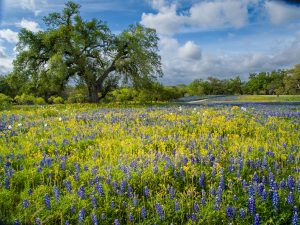 Hill Country Flowers Early Morning