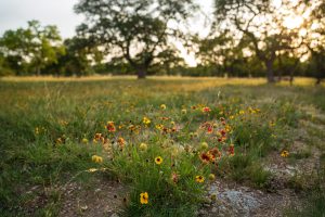 Early Summer Sunset in the Hill Country